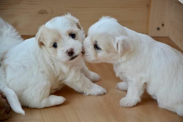 puppies for sale at social networking sites