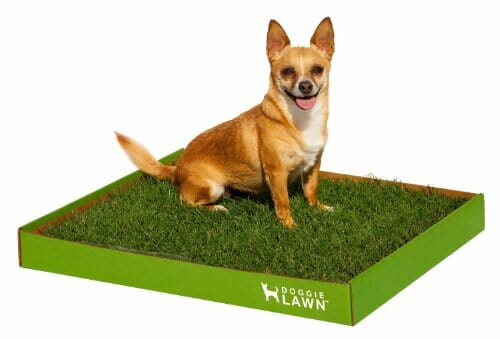 DoggieLawn Disposable Real Grass Dog Toilet