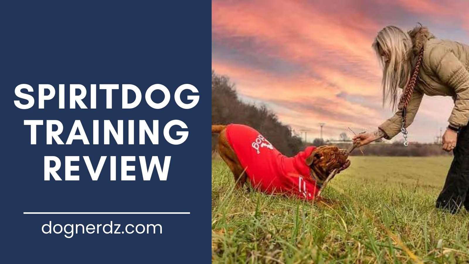 review of the best spiritdog training and how to become the top dog with spiritdog training