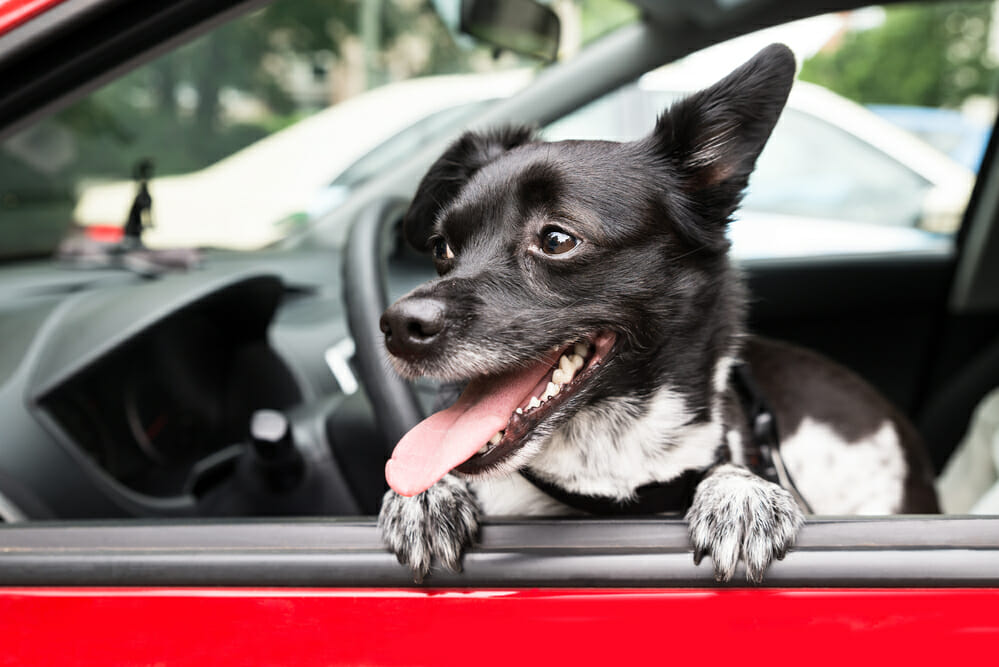 Close-up Of A Dog Looking Through Open Car Window