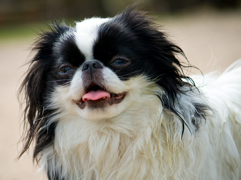 close-up portrait of japanese chin puppy