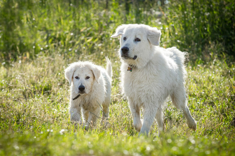 Best Farm Dogs – Which is Best for Protection, Herding and Pest Control?