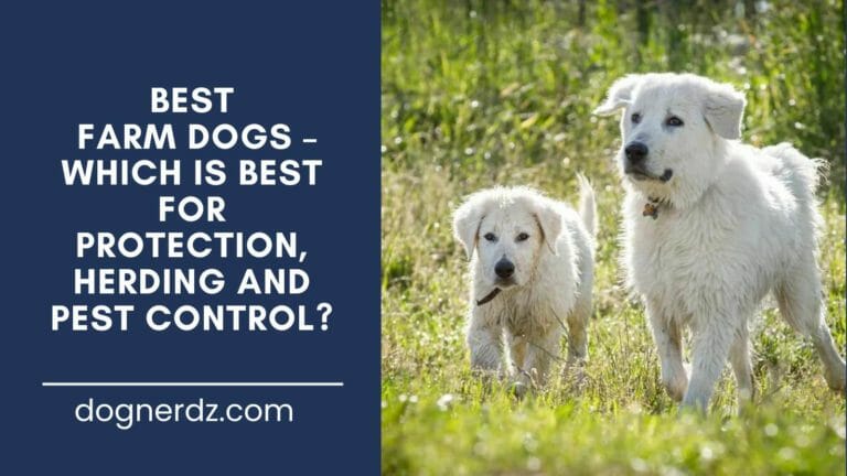 Best Farm Dogs – Which is Best for Protection, Herding and Pest Control?