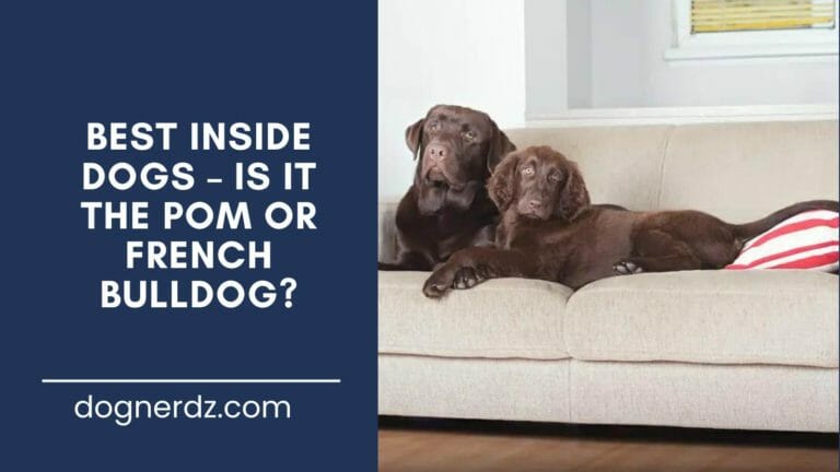 Best Inside Dogs – Is it the Pom or French Bulldog?