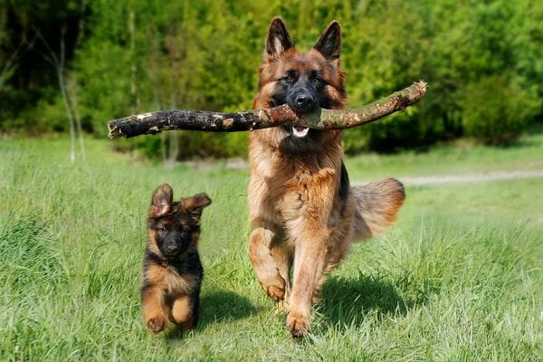 a German Shepherd mom and pup out for walks and exercise