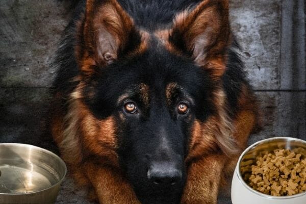 How Much Do You Feed a German Shepherd?