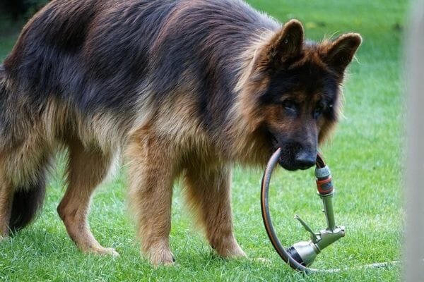 Do German Shepherds Have the Strongest Bite?