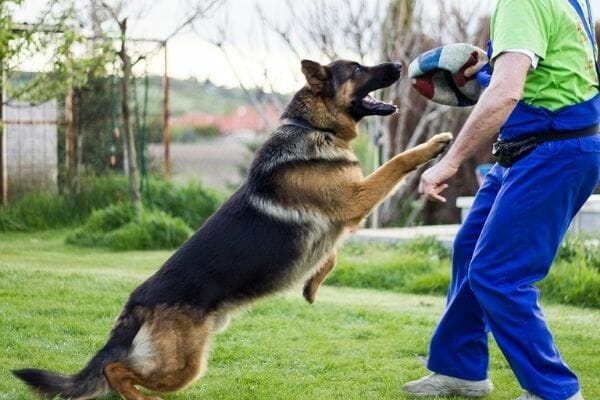 training can show how strong is a german shepherd bite?