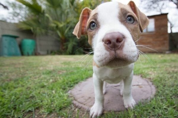 Pitbull Puppy Potty Training Tips