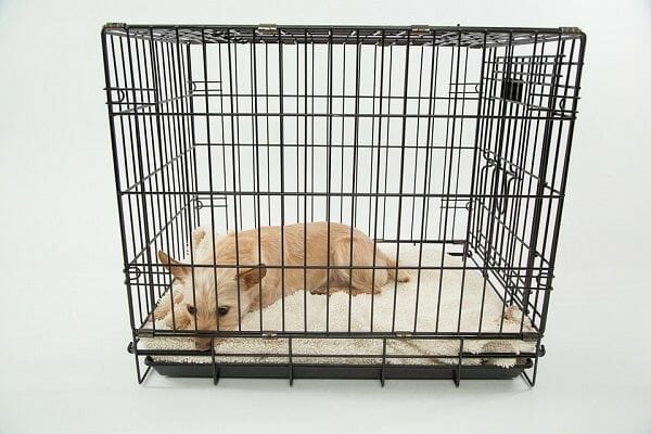 Use Crate Training