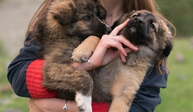 How Many Times Can a German Shepherd Have Puppies in a Year?