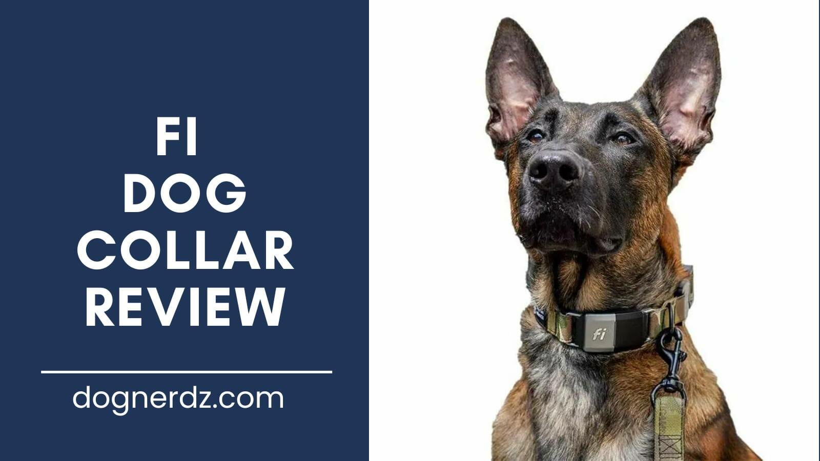 review of the best fi dog collar