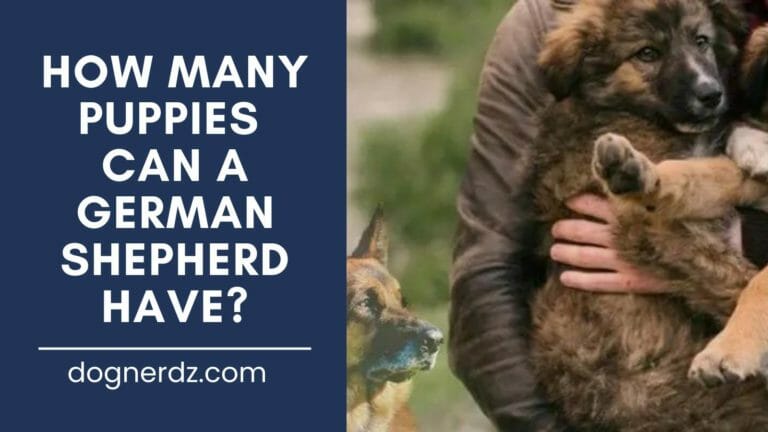 How Many Puppies Can a German Shepherd Have?