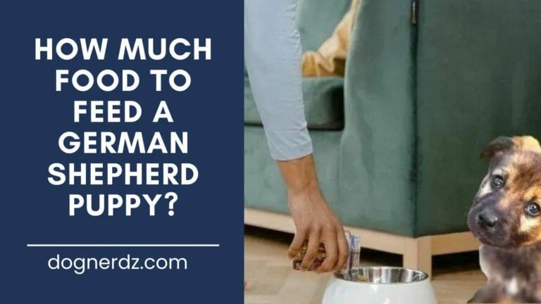 How Much Food to Feed a German Shepherd Puppy?