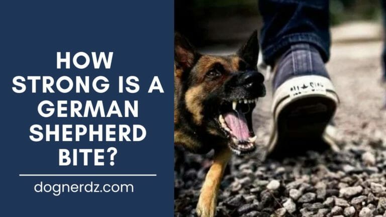 How Strong is a German Shepherd Bite?