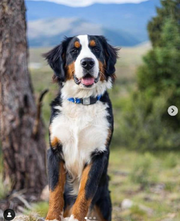 dog wears sophisticated fi collar while hiking