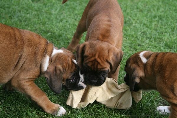 Potty Train Boxer Puppies without a Crate