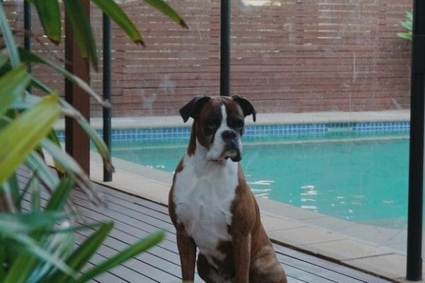 Boxer Puppy House Training Tips