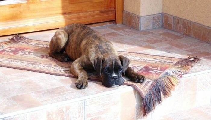 How to Potty Train a Boxer Puppy