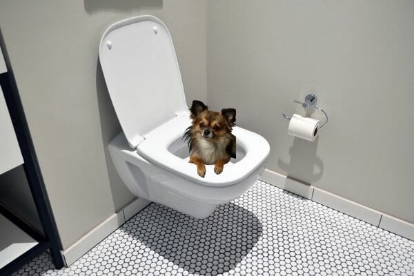 What Do I Need for Toilet Training my Chihuahua?