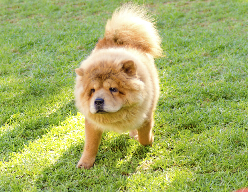 A young beautiful fawn, cream brown, Chow Chow puppy dog walking on the lawn. The Chowdren has a distinctive dense coat, ruff behind the head and around the neck and curly tail and looks like a lion.