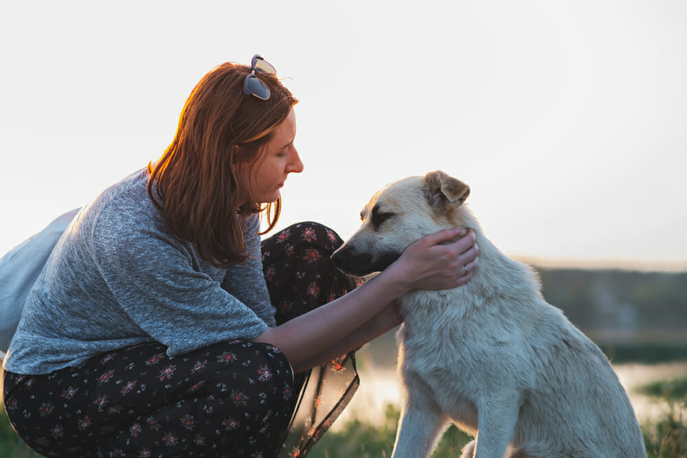 Woman and dog in the nature at sunset. Human and pet relationship, communication and interaction