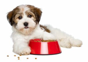 Happy Bichon Havanese puppy dog is lying beside a red bowl of dog food and looking at camera, semi frontal view - isolated on white background