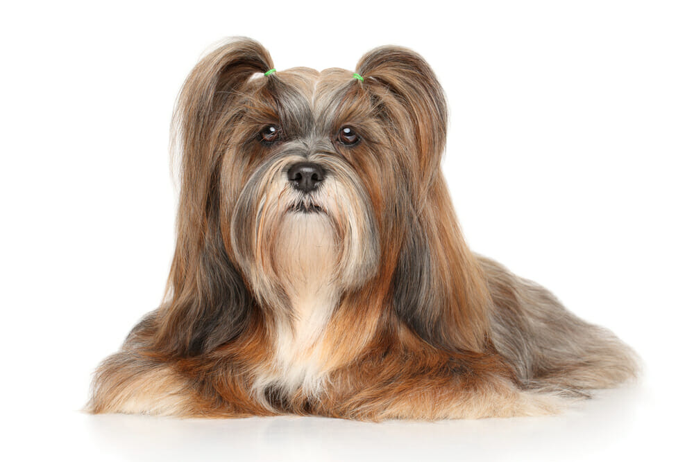 Lhasa Apso lying in front of white background