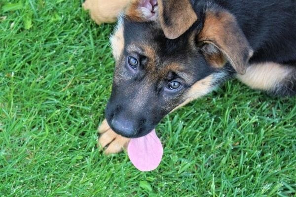Keys to Potty Training Your German Shepherd Puppy