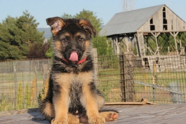 How Often Should You Take Out Your German Shepherd Puppy to Potty?