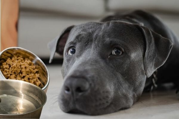 How Does Dog Food Taste Like?