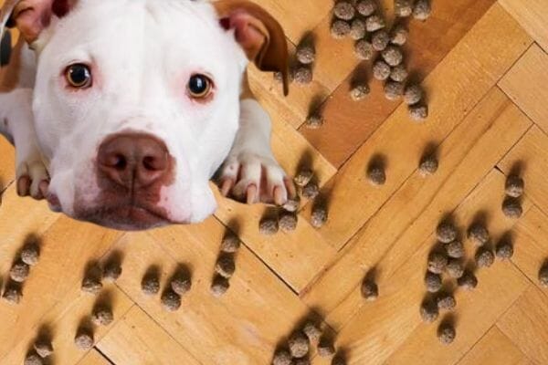 The Best Chow for Pitbulls