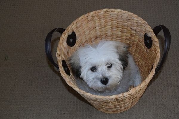 dog in a bike baskets constructed with breathable material