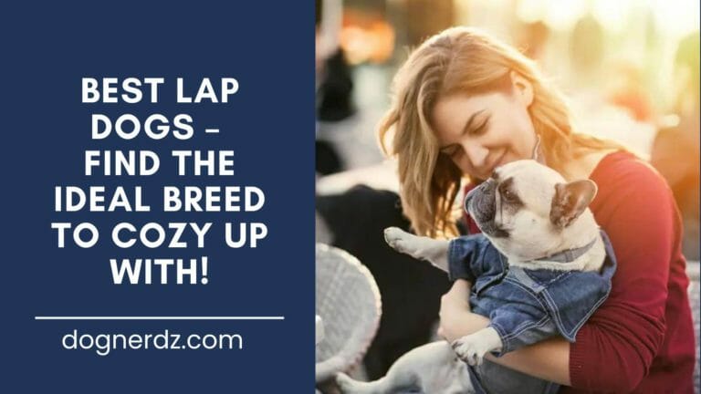 Best Lap Dogs – Find the Ideal Breed to Cozy up With!
