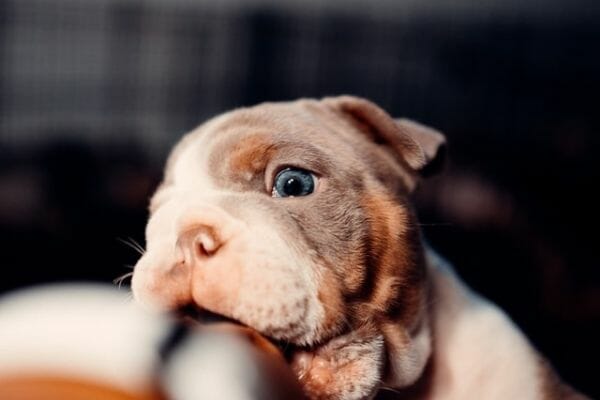 Pitbull Puppy is Treated Well by the Right Breeder