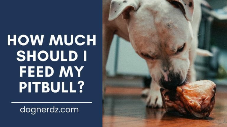 guide on how much should i feed my pitbull