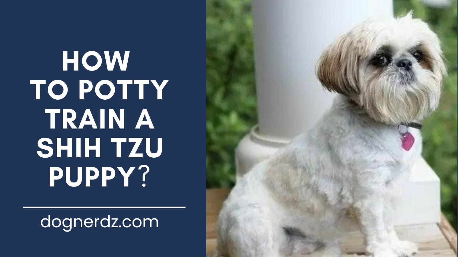 guide for how to potty train a shih tzu puppy