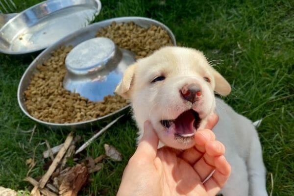 Puppy After Feeding Costco Dog Food Treat