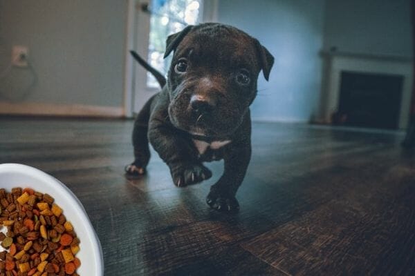 Feeding A Puppy with Costco's Dog and Puppy Food on A Bowl