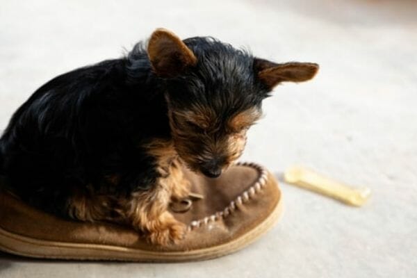 Potty Training Your Yorkie Puppy at Night