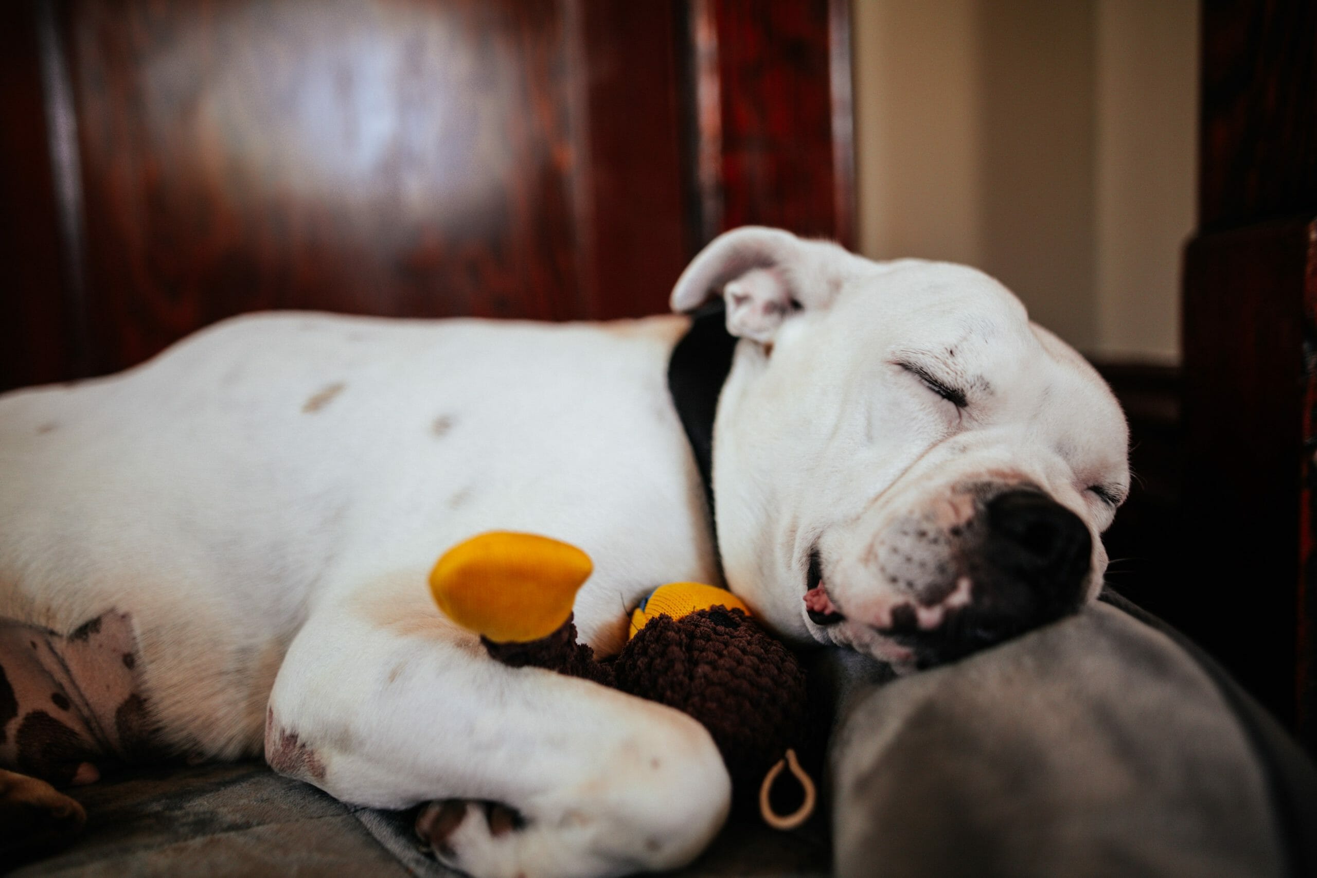 adorable american bulldog sleeping with toy