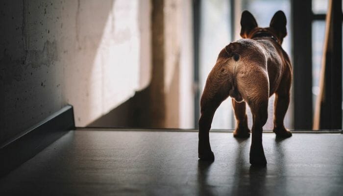 can dogs have hemorrhoids?