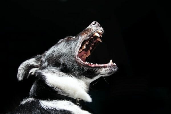 a dog barking at night