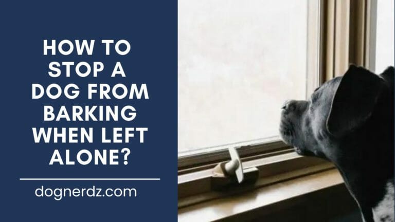 How to Stop a Dog from Barking When Left Alone