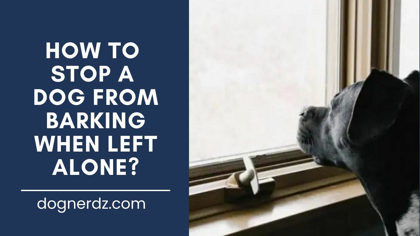 guide on how to stop a dog from barking when left alone