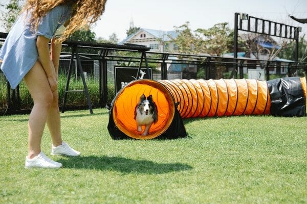keep dog tired with outdoor activities
