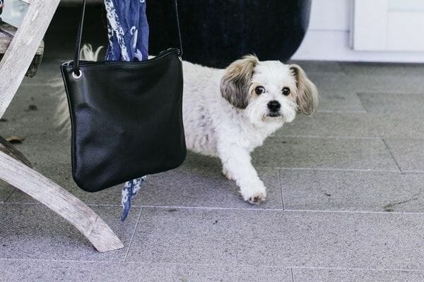 dog looking at its owner's bag that is about to leave the house for work