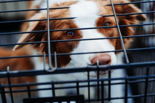 puppy in a cage during night time