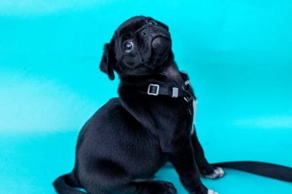 puppy potty training for success