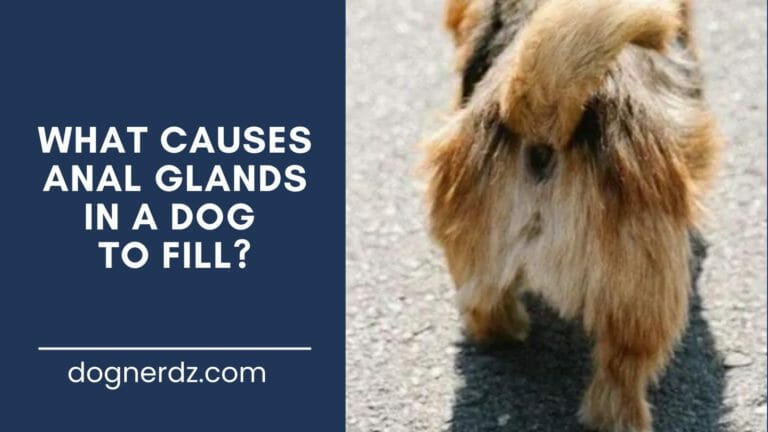 What Causes Anal Glands in a Dog to Fill?